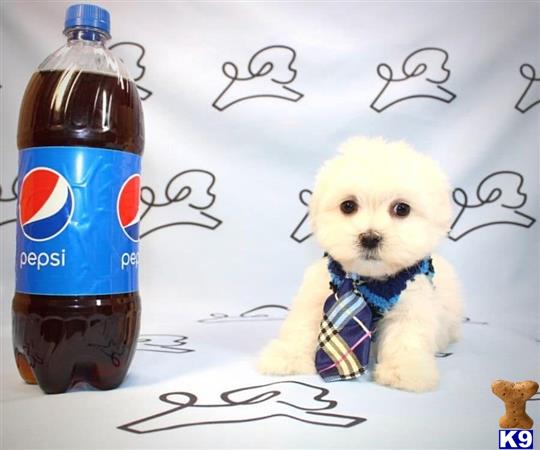 lvpuppyheaven Picture 1